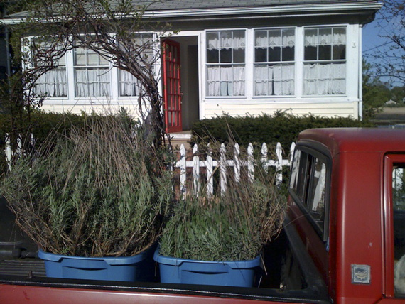 MovingPlants