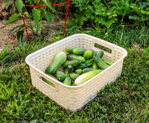 Sterilite-PicklingYourGardenProduce-1272