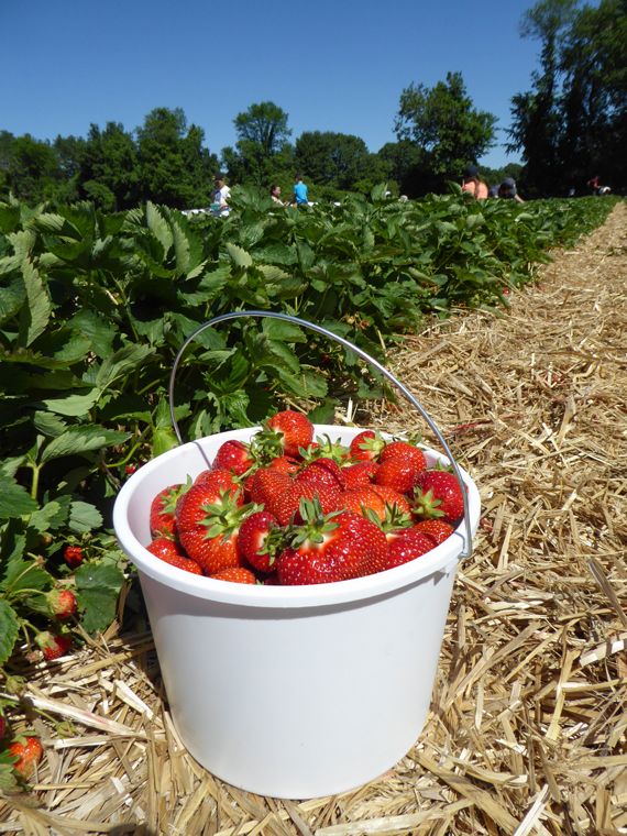 Strawberry-Picking