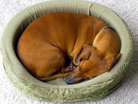 BED-curled-up-sleeping-dog-1349553
