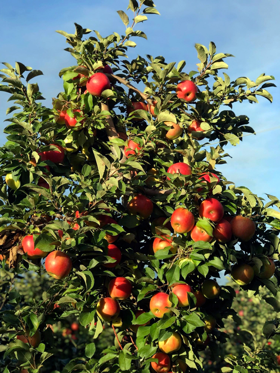 Apple-Picking