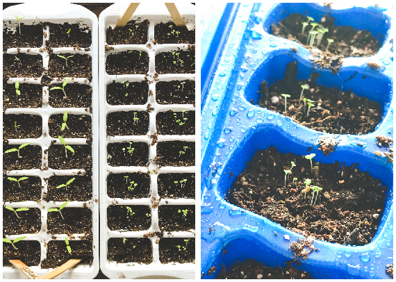 Seeds-004